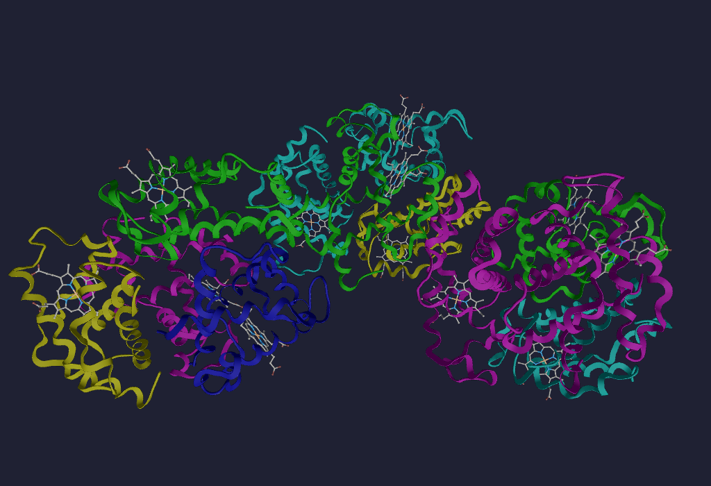 Haemoglobin Chains