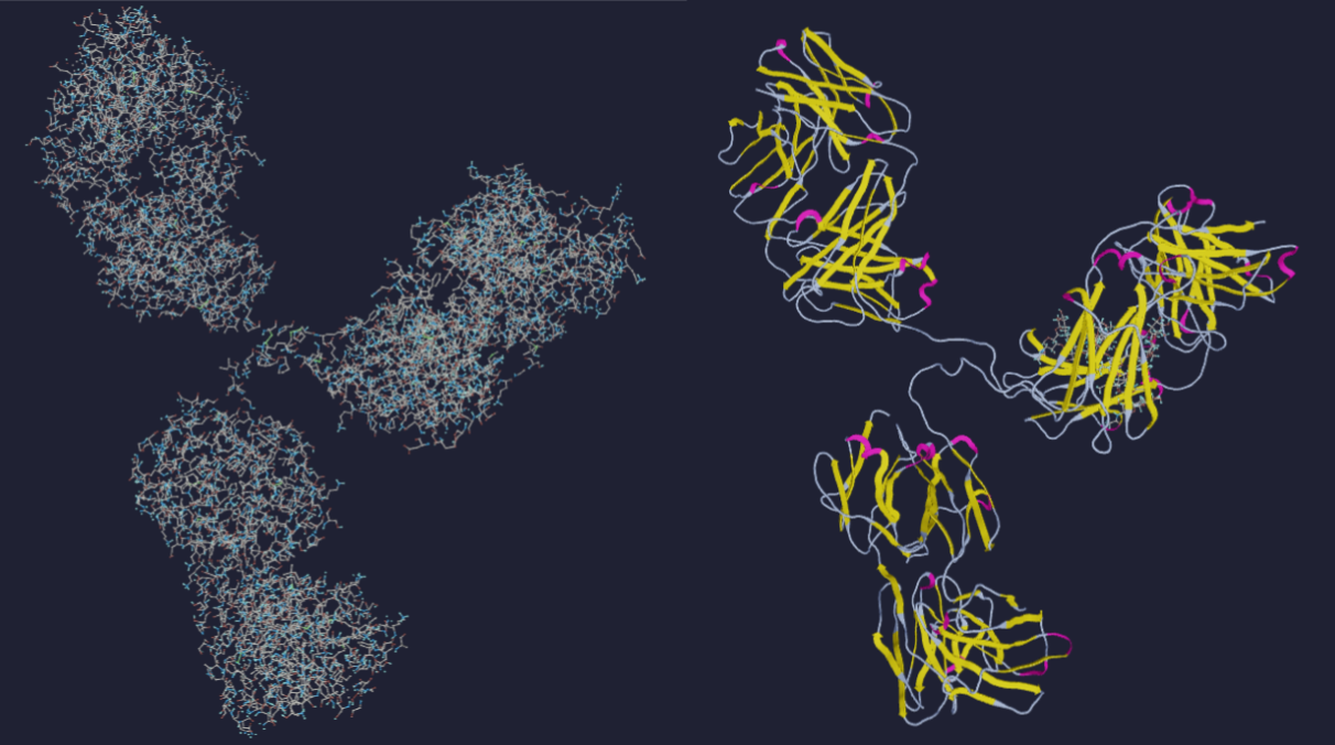 The IgG2 antibody of a mouse, left are the input atoms, right is the ribbon diagram